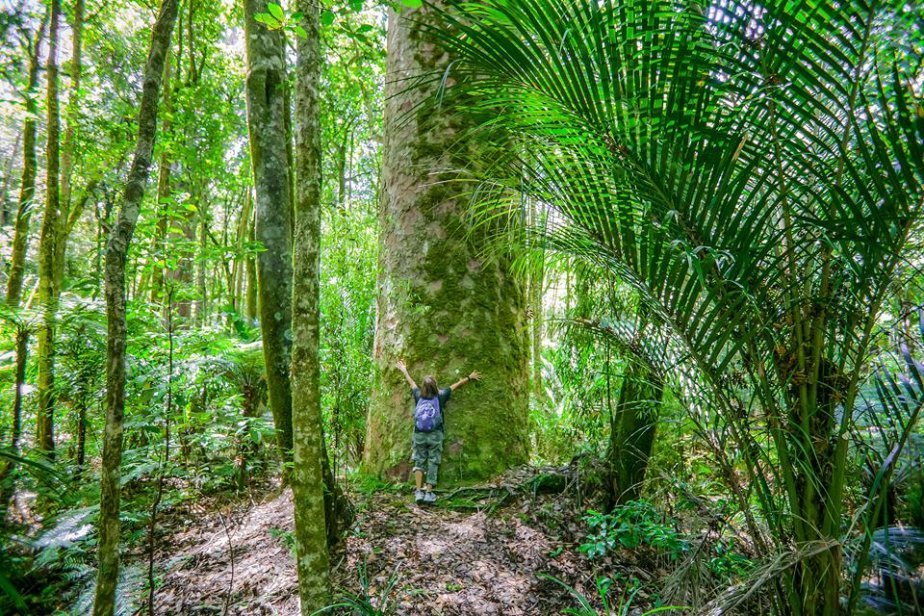 Kauri bomen_shutterstock_1164637528.jpg