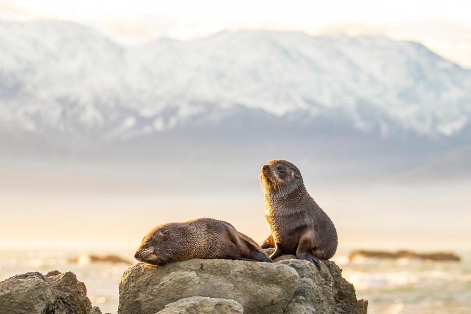 Kaikoura _shutterstock_2509447595.jpg
