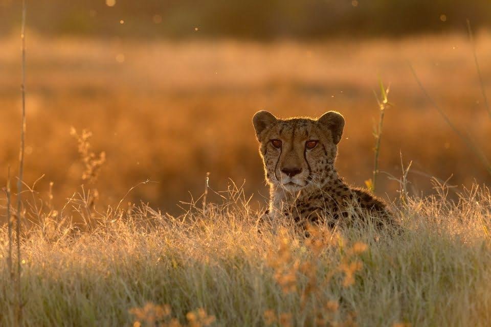 Namibië